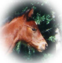 CS Boonya Frosty King 2000