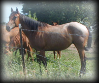 Click for Bronsins Frosty Gal's pedigree