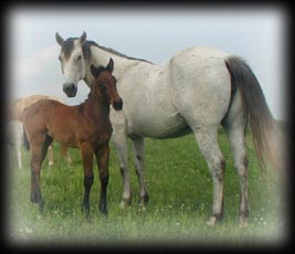 Click for pedigree on Leo Gray Star