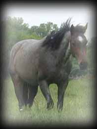 Click for Daisy Pearl Blueberry's pedigree