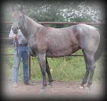 click for Hancock Girl 008's pedigree 