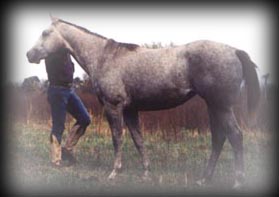 click for Breezy Blue Hancocks pedigree