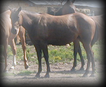 Click for Murle Curey's pedigree