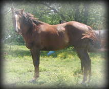 Click for CS Driftycat Hancock's pedigee