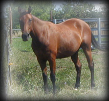 Click for Bronsin Chantella's pedigree