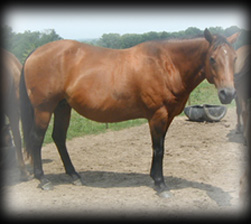 Miss War Creek Pedigree
