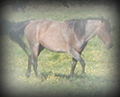 Click for CC Blues Frosty Nine's pedigree