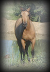 Click for GB Miss War Drift's pedigree
