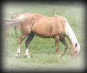 A Shot Of Gold pedigree