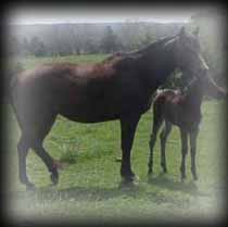 CS Kings Magic Sugar pedigree 