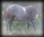 click for CC Zarah Platte's pedigree