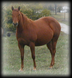 Click for Drifting Gray Chick's pedigree 