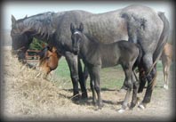 click for CP Miss Poco Hancocks pedigree  