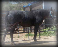 Click for Hancock Driftin Lady's pedigree
