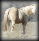 Click for Bubas Poco Dollys pedigree 