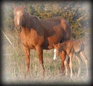 click for Seminole Roan's pedigree