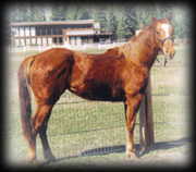 Click for Tuf Shyann Hancock's pedigree
