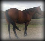 Click for Four Ty 901's pedigree