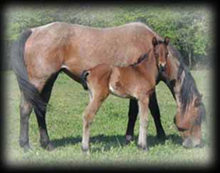Click for Bros Roan's pedigree