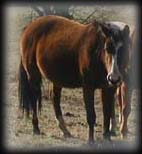click for pedigree