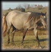 click for pedigree